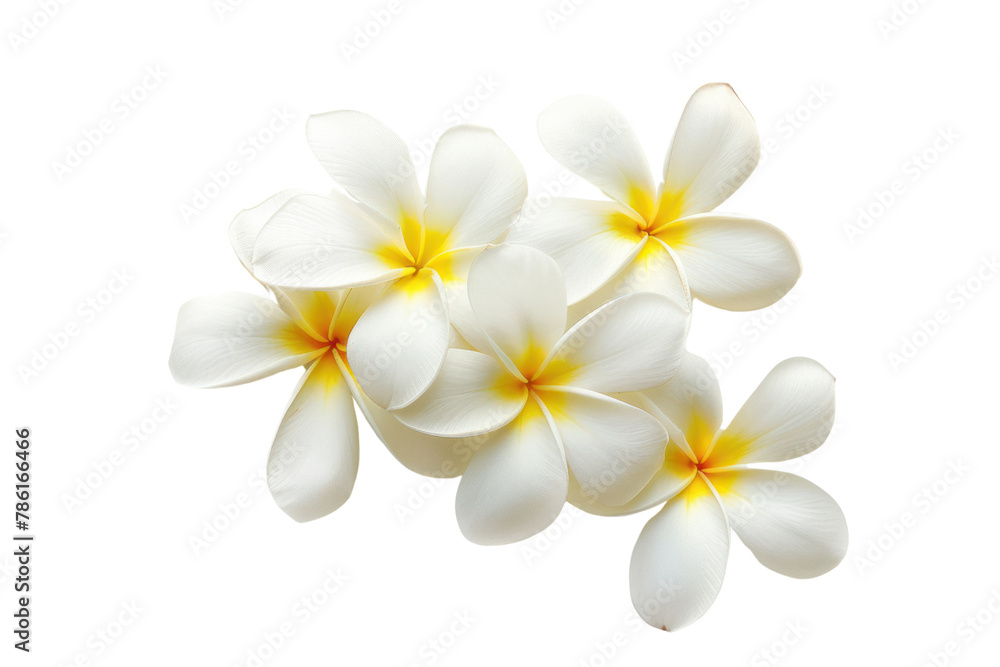 frangipani flower
.isolated on white background frangipani flower
.isolated on white background