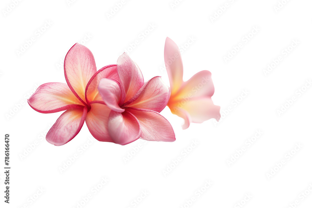 frangipani flower purple
.isolated on white background frangipani flower purple
.isolated on white background