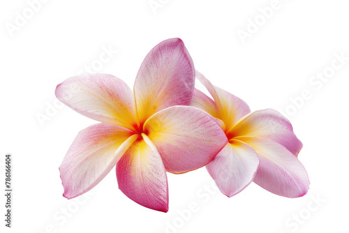 frangipani flower purple .isolated on white background