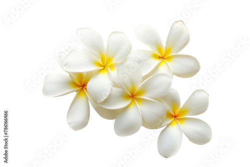 frangipani flower .isolated on white background © Jeerawut