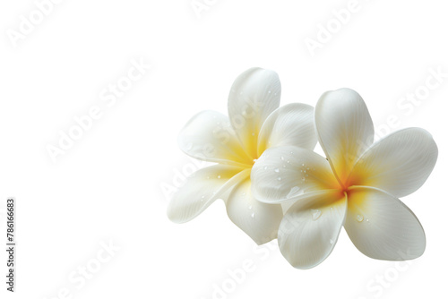 frangipani flower .isolated on white background