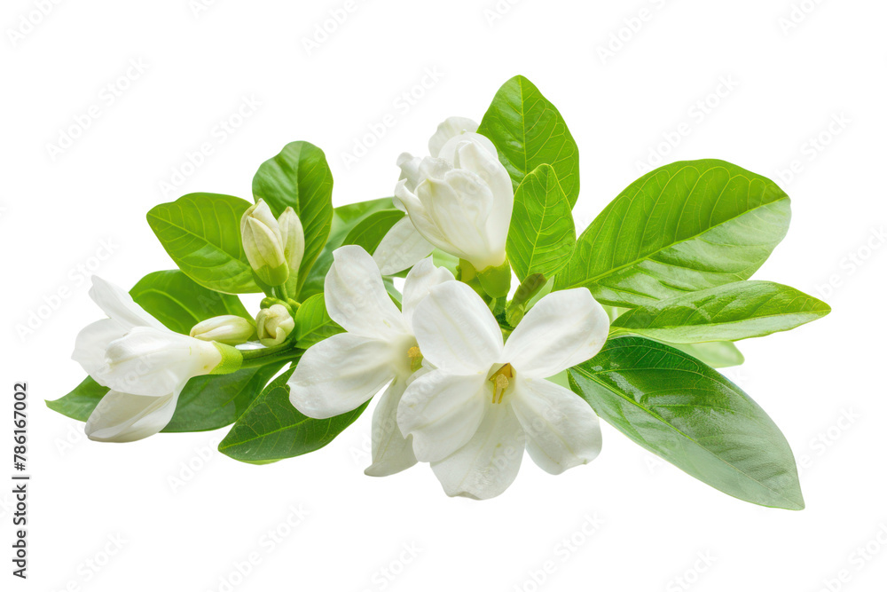 Jasmine
.isolated on white background Jasmine
.isolated on white background