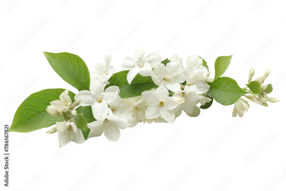 Fresh green organic jasmine flower
.isolated on white background Fresh green organic jasmine flower
.isolated on white background