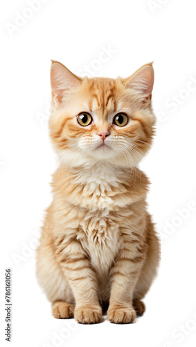 munchkin cat isolated on transparent background