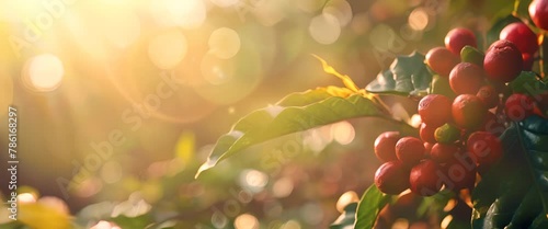 Caffeine serum reducing under-eye puffiness, with a coffee plantation morning scene blurred photo