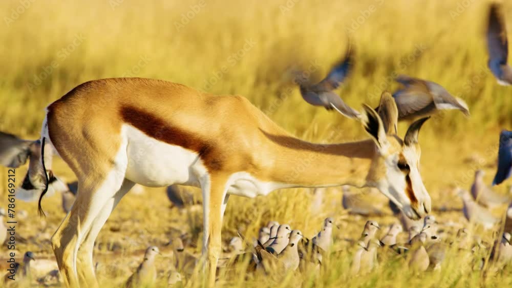 Close up of A springbok antelope drinking water from a Water point in Savanah with birds Close up of A springbok antelope drinking water from a Water point in Savanah with birds