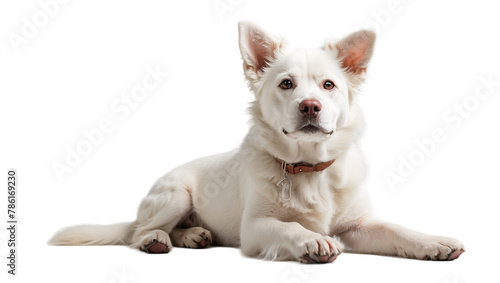 white dog isolated on transparent background