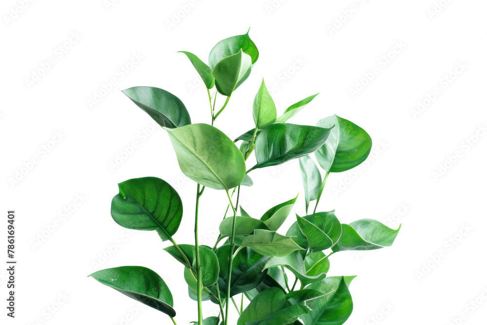 Obraz premium Fresh branches with green leaves .isolated on white background