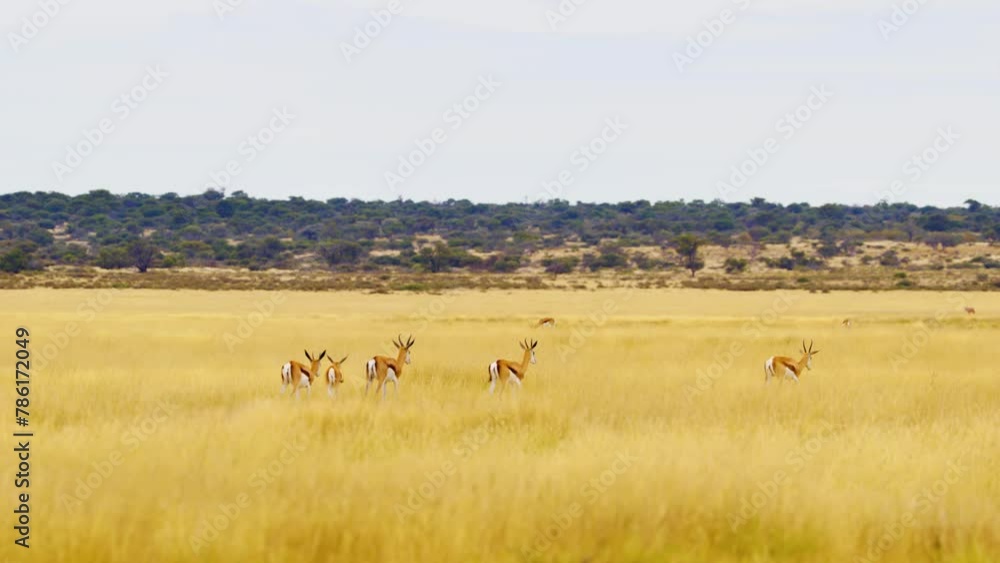 A herd of Springbok antelopes (Antidorcas marsupialis) grazing in Savanah of Botswana A herd of Springbok antelopes (Antidorcas marsupialis) grazing in Savanah of Botswana