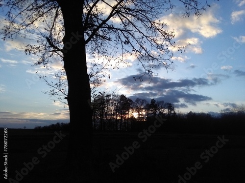 sunset in the trees