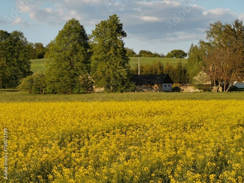 field of yellow flowers