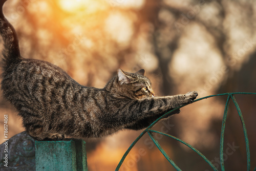 A cute cat, standing on a fence, stretches her paws forward. On the Sunset.