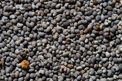 Macro shot dried poppy seeds, texture, background. © SerPhoto