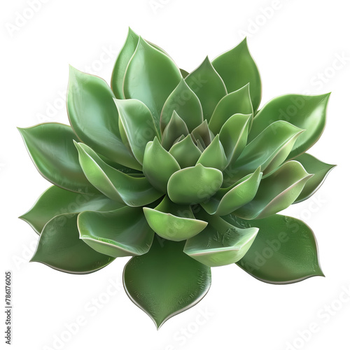 Green succulent plant isolated on white background
