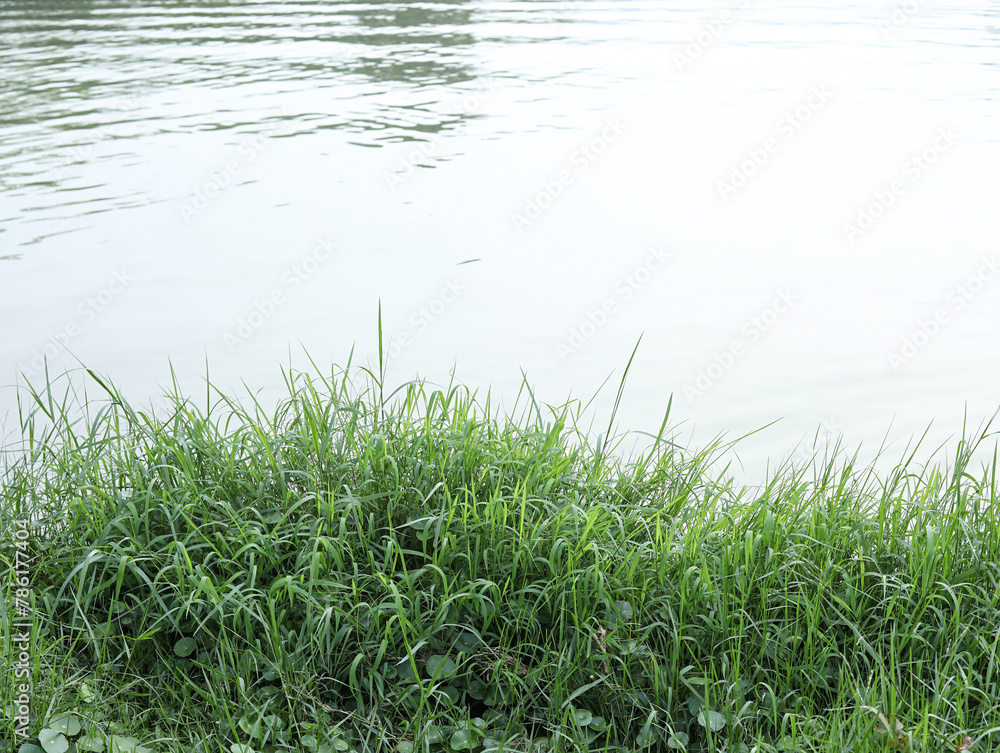 green grass and water green grass and water