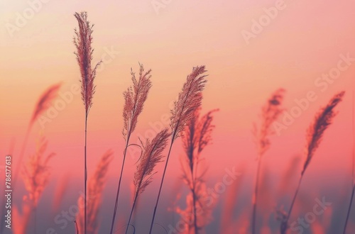 Field With Tall Grass and Sunset Background