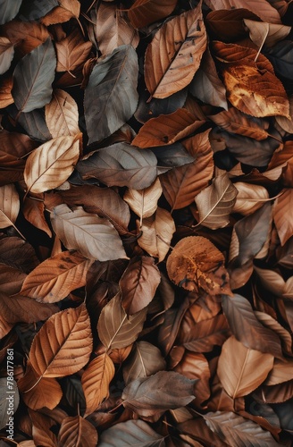 Pile of Fallen Leaves on the Ground