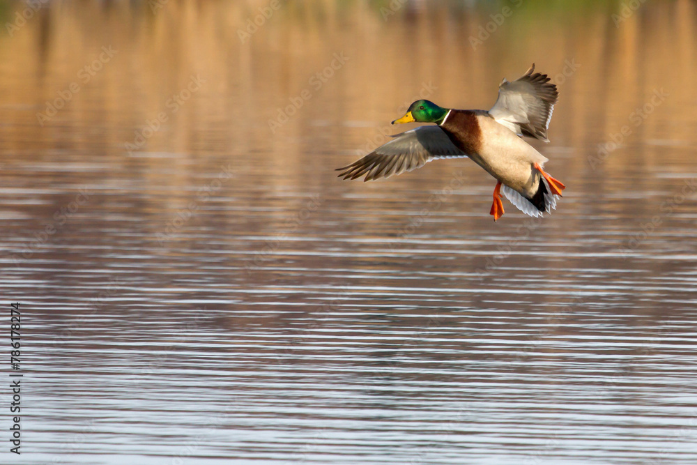 Obraz premium flying duck