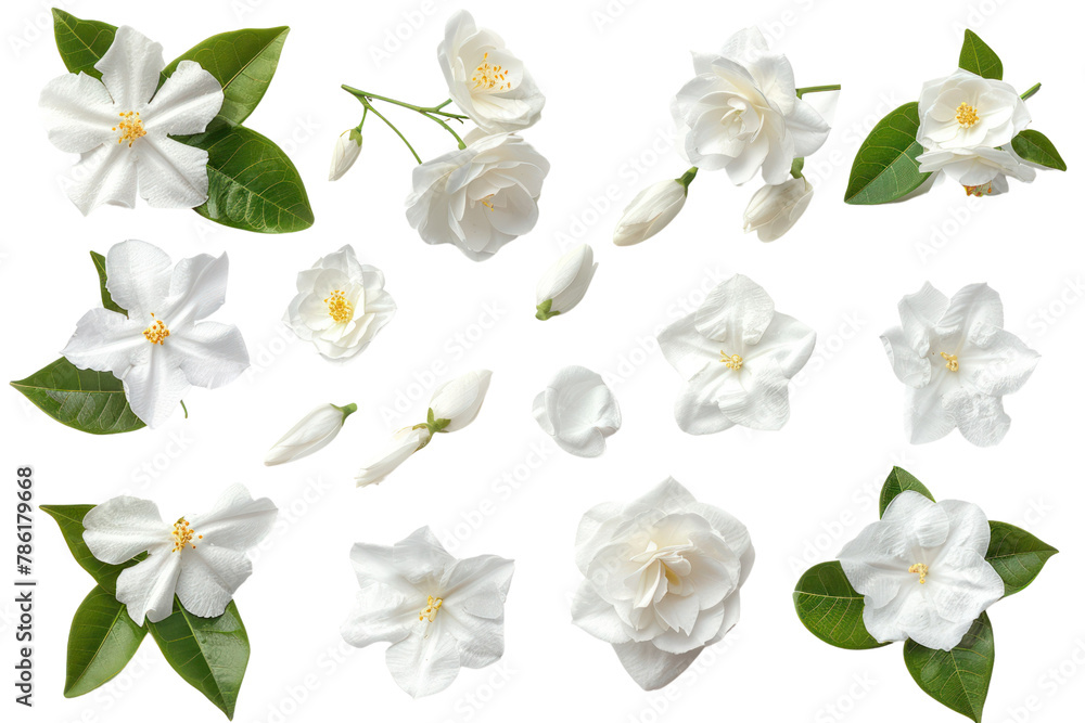 Set of White flower, Thai jasmine
.isolated on white background Set of White flower, Thai jasmine
.isolated on white background
