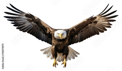 PNG Eagle vulture animal flying photo