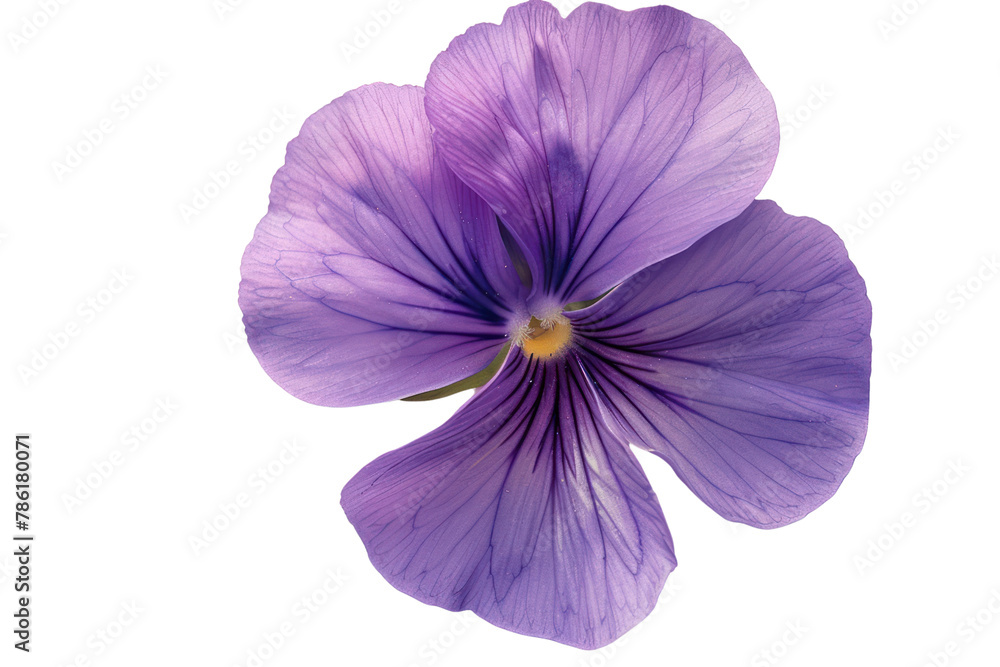 Top view of blooming beautiful violet flower
.isolated on white background