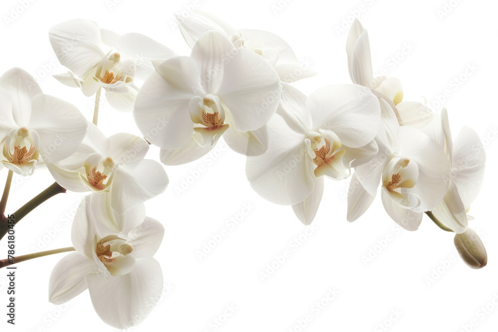 Banana flowers are not white.
.isolated on white background Banana flowers are not white.
.isolated on white background