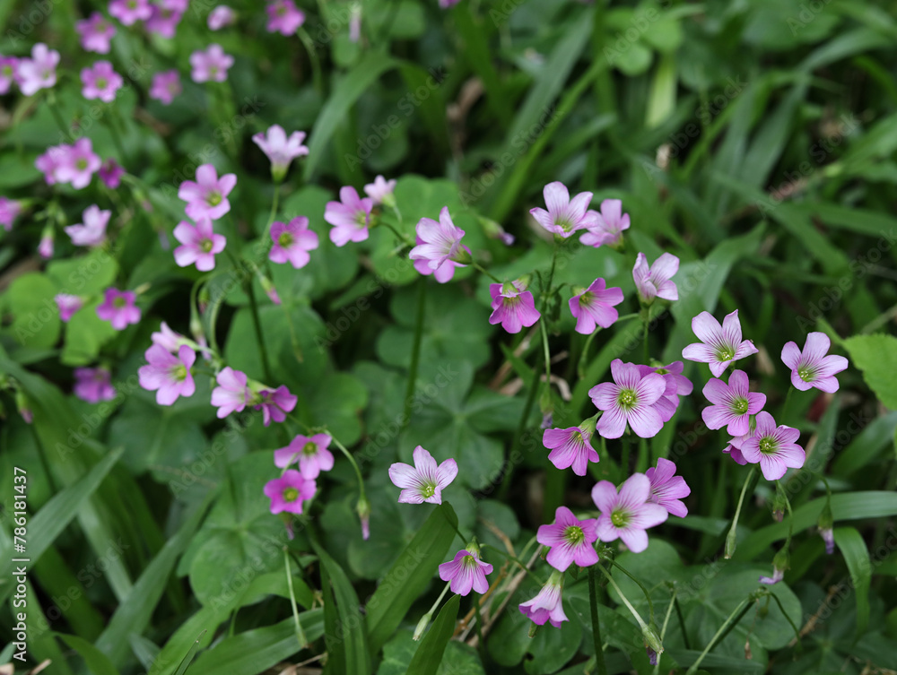 pink flowers in the grass pink flowers in the grass