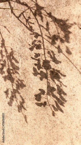 Sombra de planta con flores en muro