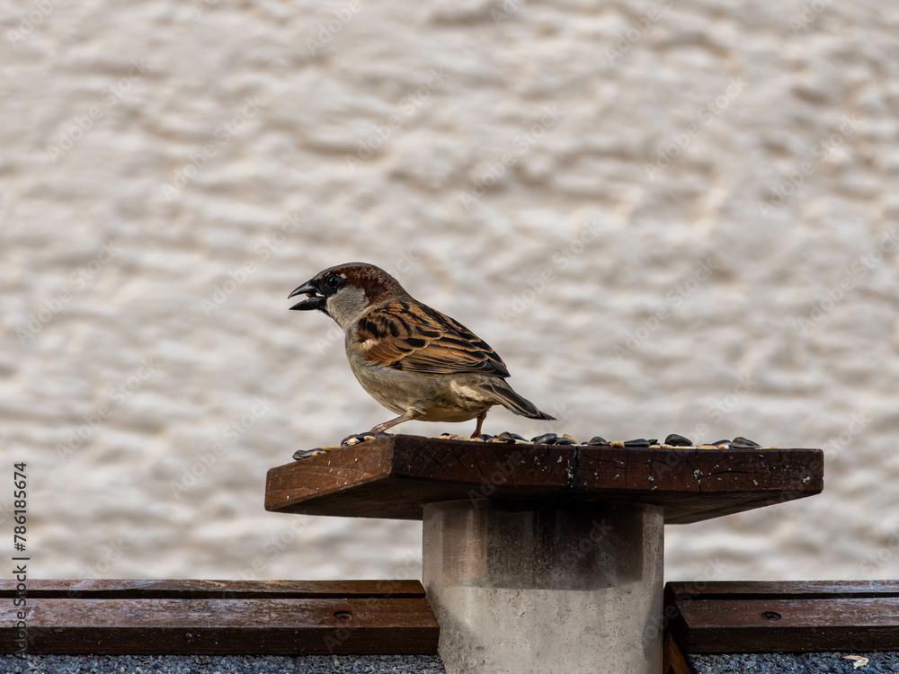 Naklejka premium Spatz sitzt auf Vogelhaus und futtert Körner im heimischen Garten
