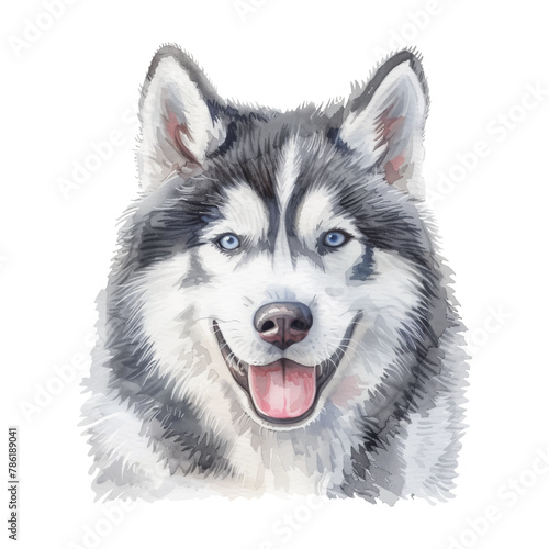 siberian husky dog watercolor good quality and good design