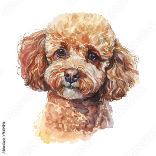 poodle dog watercolor good quality and good design