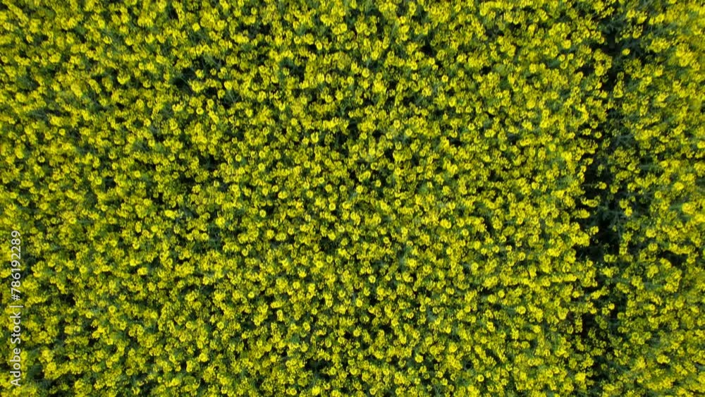 Aerial view of a rapeseed field in full bloom, showcasing the beautiful yellow flowering typical of the agricultural industry.
Aerial view of a rapeseed field in full bloom, showcasing the beautiful yellow flowering typical of the agricultural industry.