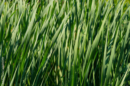 Green fresh reed stalks on a sunny day.