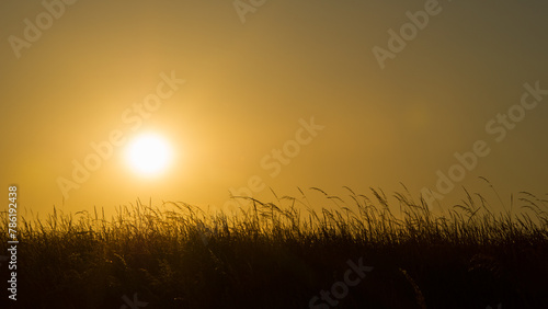 Dark silhouettes of spikelets of grass and the setting sun.