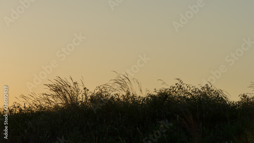 Dark silhouettes of spikelets of grass against the background of the evening sky.