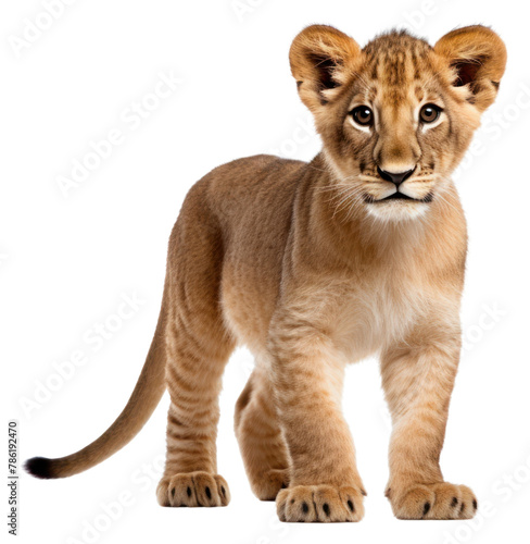 PNG Baby lion wildlife animal mammal