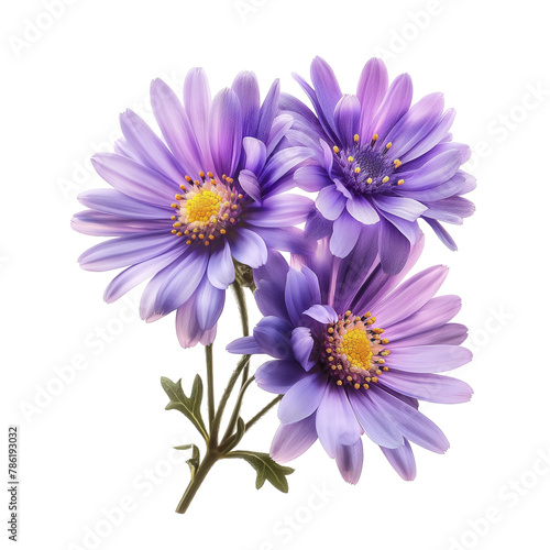 Close-up photo asters flower isolated on a white background