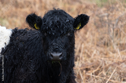 Belted Galloway cow on Northumberland moorland