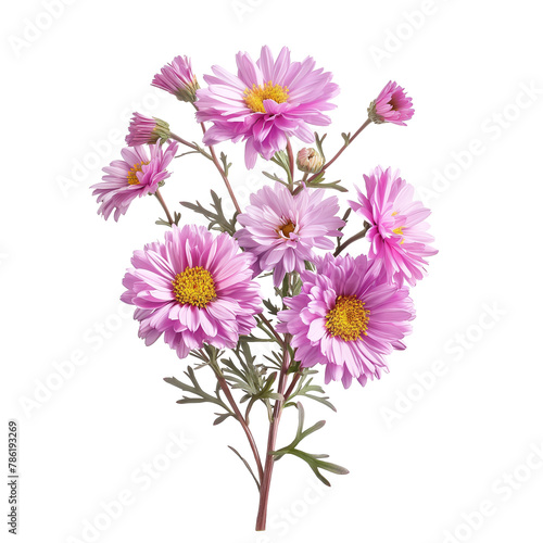 Natural plant asters flower isolated on a white background