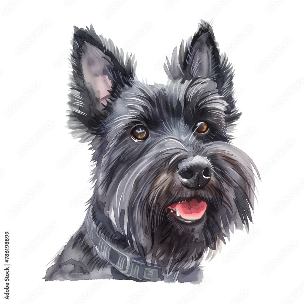 Scottish Terrier dog watercolor good quality and good design