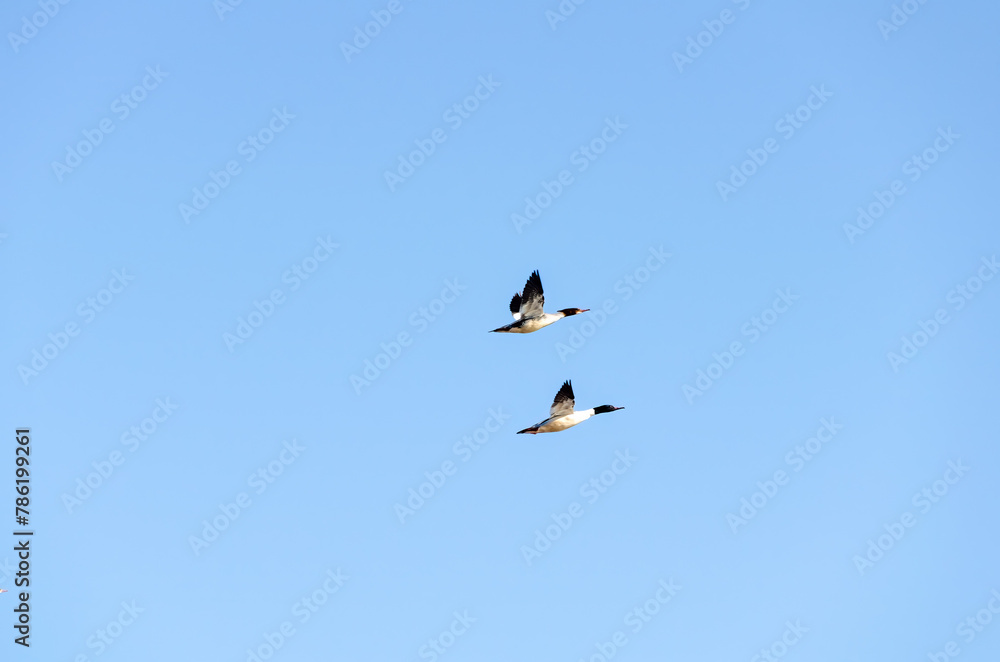 Fototapeta premium Two common merganser or goosander (Mergus merganser) fly in blue sky
