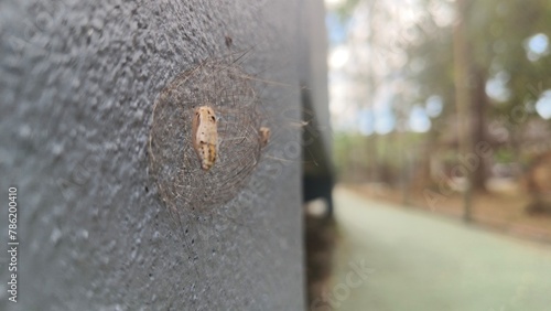 phrysalis on the wall 02