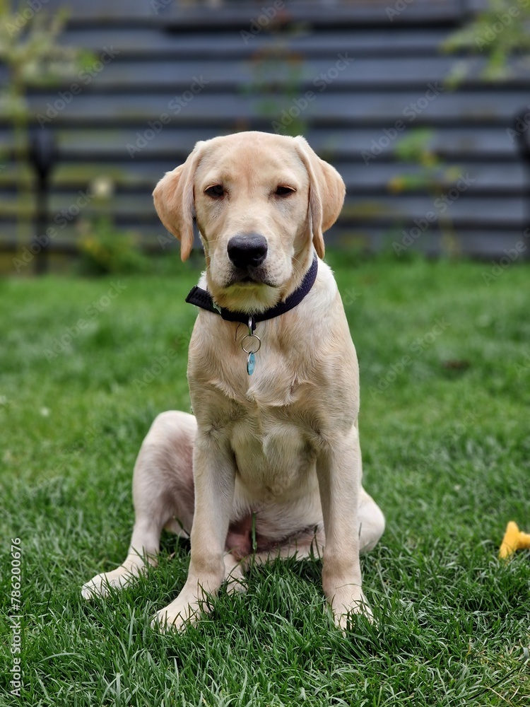 golden retriever puppy golden retriever puppy