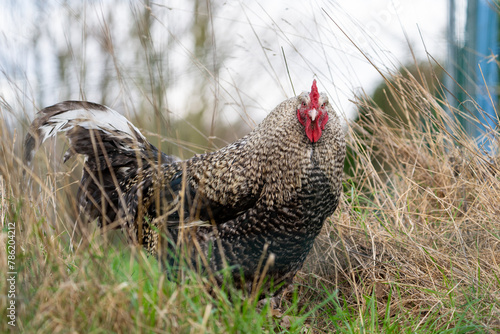 The Malines, Dutch: 'Mechelse Koekoek', a Belgian breed of large domestic chicken hen walking on a farm	