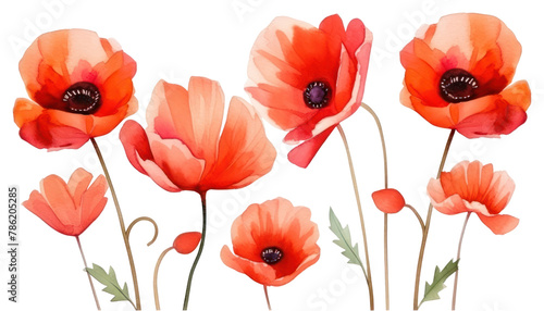 PNG Poppy flower plant transparent background © Rawpixel.com