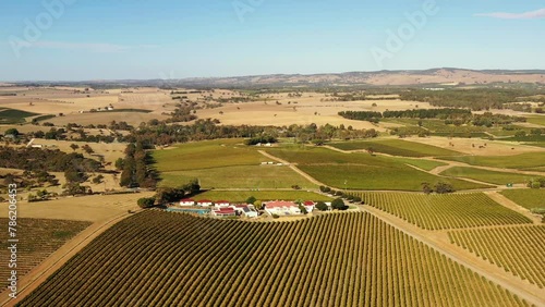 Sun lit Barossa valley vineyards in wine making farms at Tanunda – aerial 4k.
 photo