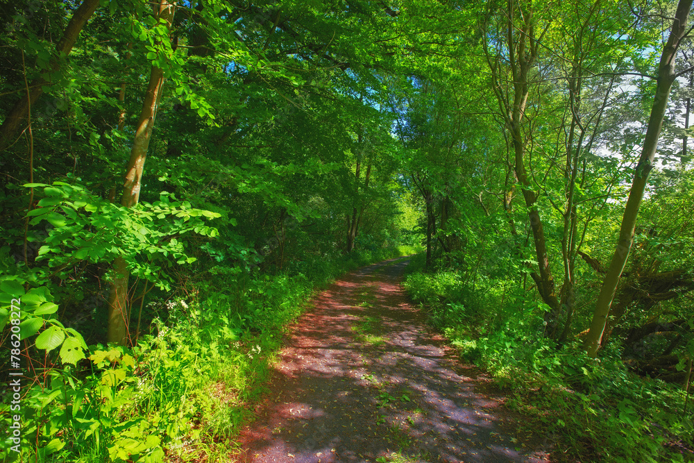 Environment, forest and path with trees in summer for conservation or sustainability of ecosystem. Jungle, landscape and dirt road with rainforest or woods for adventure, exploration and hiking Environment, forest and path with trees in summer for conservation or sustainability of ecosystem. Jungle, landscape and dirt road with rainforest or woods for adventure, exploration and hiking