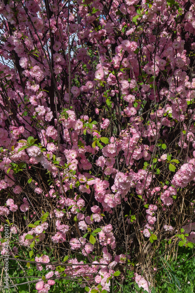Decorative almond flowers. Bush with pink flowers