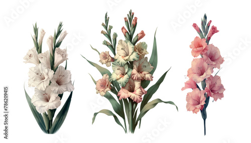 Set of three gladiolus flowers, Vintage botanical