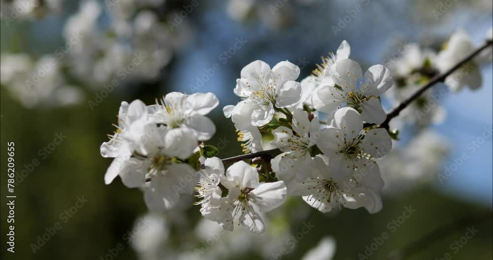 White flowers of blooming cherry tree on branches. In the spring, the fruit trees in the garden bloomed. Beautiful white flower on the background of the blue sky.